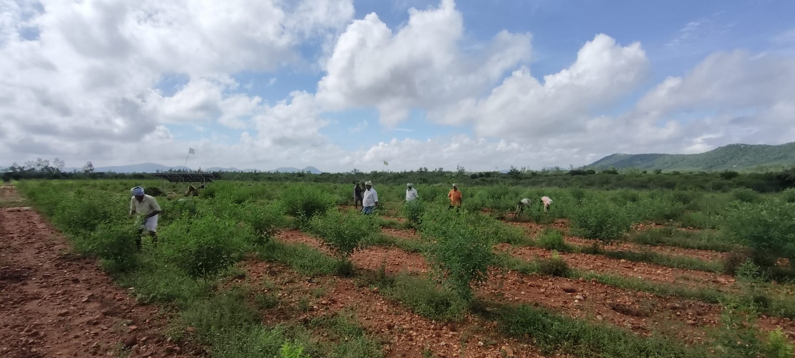gallery | Vijayaa SandalWood Projects