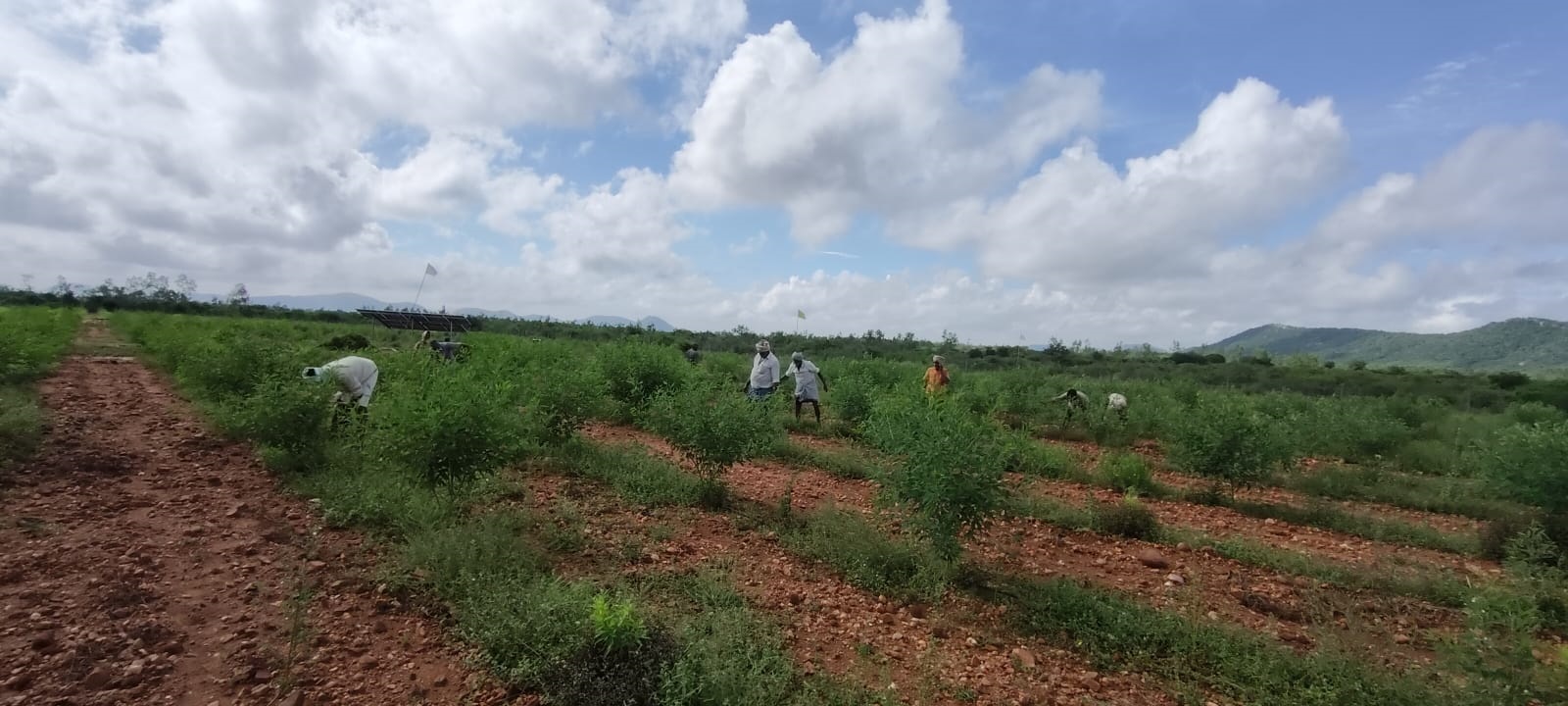 gallery | Vijayaa SandalWood Projects