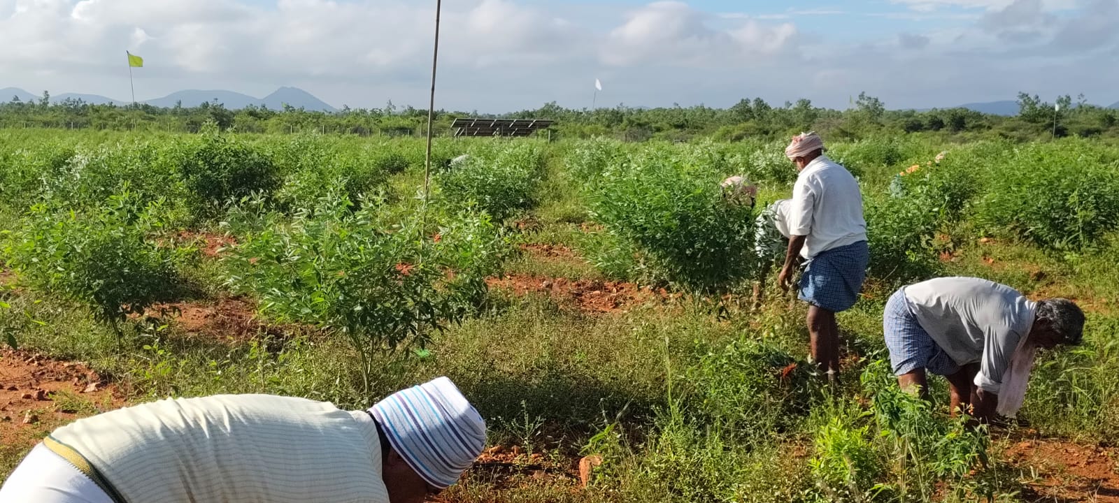 gallery | Vijayaa SandalWood Projects